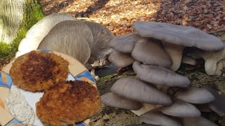 Panierte Austernseitlinge selber machen🍄 |  🥣Küchenpilze