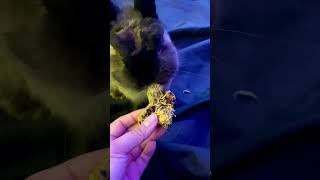 Cute Bunny Eating His Way to Happiness with a Hay Snack