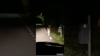 Driving home and deer crossing the road scarry. Pleace drive safely specialy during at night