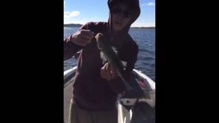 Hybrid striper bass caught in Lake Truman, Missouri