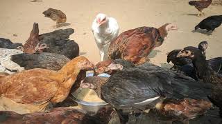 நாட்டுக்கோழி வளர்ப்பு இயற்கை முறையில் / A.S.Farms/ Country Chickens