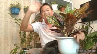 Croton plant care: your outdoor plant