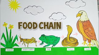 food chain model for school project