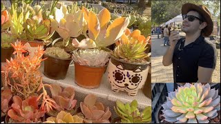 Expo Cactus Suculentas Monterrey. Cosmo Cactus y Linaje Mexicano. Suculentas coloridas de colección