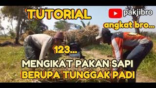 TUTORIAL MENGIKAT PAKAN SAPI BERUPA TUNGGAK PADI.@pakjibro9322