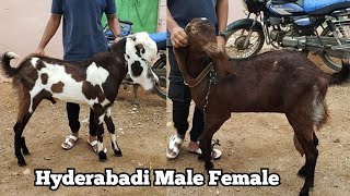 Zaffran Breedline Hyderabadi Bakriya | Pure Quality Hyderabadi Goats | Pahadi Shareef