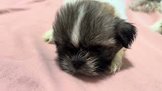 MINI VLOG | VACCINATION DAY + SHIH TZU UPDATE