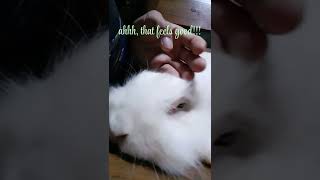 My Rabbit Calms Down when I Do This