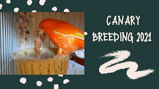 Αναπαραγωγή Καναρινιών 2021- Canary breeding 2021 vol5