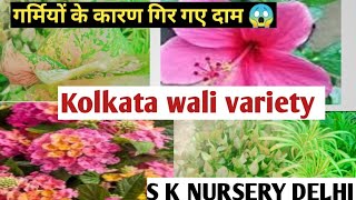 Kolkata wali variety/ Plants for bignners