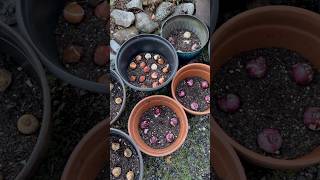 Planting Flower Bulbs In Containers #flowerbulbs  #gardening #flower #containergardening