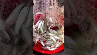 Fisherman Cast Net Fishing Real Life Amazing Fishing At Countryside.(Episode 171)