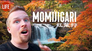 Hunting for Japan's Best Fall Foliage: Momijigari | Life in Japan Episode 236