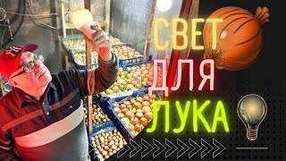 Свет для лука,выращивание лука на перо