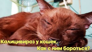 КАЛИЦИВИРОЗ У КОШЕК . Что Делать? Симптомы и методы лечения. Советы ветеринарного врача.