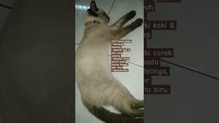 Si Manis bercorak coklat #siam #kucing #catlover #pecintakucing #meong