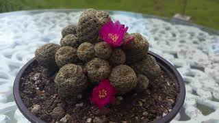 Sulcorebutia Mizquensis