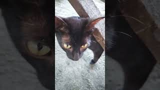 Stray #catlike #cat #viralvideo #shortsvideo #satisfying #shorts