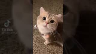 Hilarious Cats That Will Make You Laugh 🥰 - Funny Animals Compilation Videos 😂