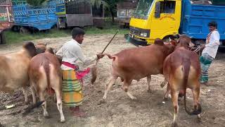 qurbani eid 2022: Cow unloading at very popular village cattle market