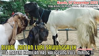 Dijual Ekonomis !! Pejantan cucu SG Dara Luwesan hingga Babon Kambing PE Kaligesing