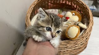 20 cats and baby kitten live stream