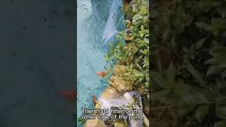 Have you ever wanted a koi pond like this?