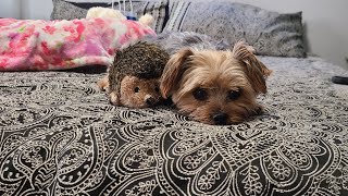 Morning FUN Guaranteed to make You SMILE! #yorkies #goodmorning #funny #Rylie