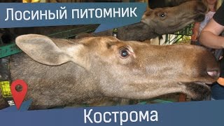 Лосиная ферма, Кострома. В гости к лосям на Сумароковскую лосеферму