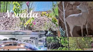 Nevada 🎡 Aquarium🦩Entrance 🐠 Scheels Store