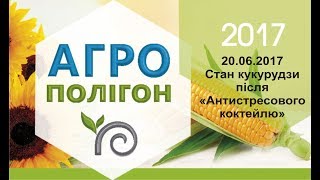 Агрополігон 2017 – стан кукурудзи після «Антистресового коктейлю»