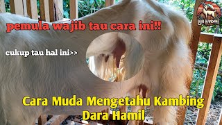 CIRI-CIRI KAMBING DARA POSITIF HAMIL!!#lurikandang