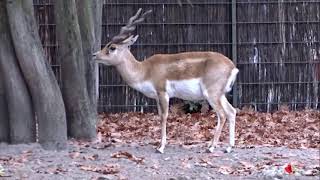 Hirschziegenantilopen im Zoo Berlin