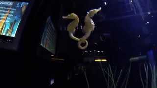 Seahorse Mystic Aquarium connecticut GoPro hero3 black