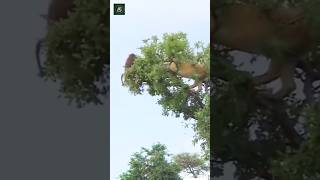 Monkey playing basketball on a tree with a lion #shorts