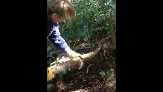 Taking out ivy roots