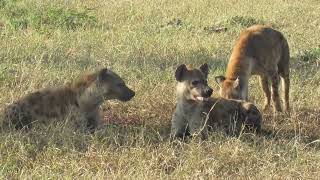 The lion is eating the head of the wild buffalo and the hyenas are watching to take the prey.