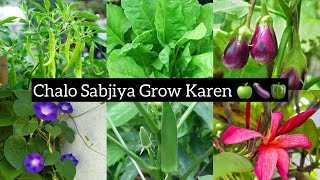 Chalo Grow Kar Sabjiya🍆🫑🥬 #vlog #garden