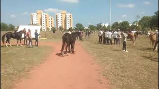 અમરેલી જિલ્લા માં ઘોડા ની ખરીદી 🐴 Horse Melo 🔥