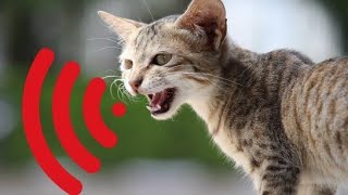 Billi Ki Awaaz Meow Meow | Cat Sounds Angry | Cats Meowing Video | बिल्ली की आवाज