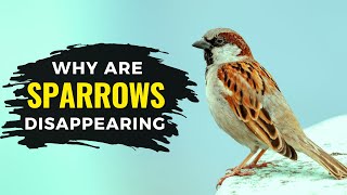 Why Are Sparrows Disappearing | Sparrow | The Planet Voice