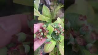 Growing Blueberries