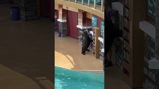 SeaWorld Sea Lion Kissing Show #shorts #kiss #viral