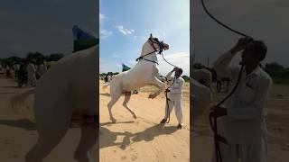 Stallion horse #newsong #dance #shortsfeed #marwarihorse #ytshorts #ytshort