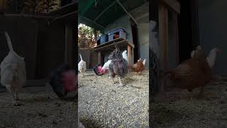 Backyard Chickens Fun 4 #chicken #hen #chickenhouse #backyardchickens #rooster #farmlife #henhouse