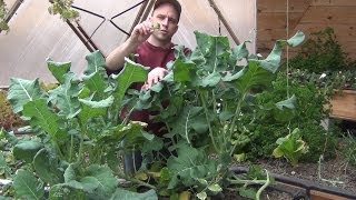 Removing Plants - We LOVE red wigglers in Aquaponics!