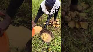 How is Egusi processed in Nigeria | From Farm to Market