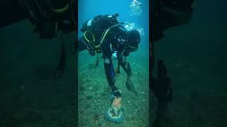 SCDiving | Scuba Diving Catalina Part 1