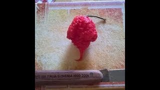 VIDEOASSAGGIO CAROLINA REAPER INTERO!!!