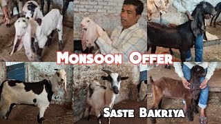 Saste Hyderabadi Bakriya only at Ayub Goat Farm| Yakutpura| Hyderabad